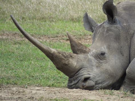 Name an animal with horns, and let's discuss why they might be the ultimate multitaskers of the animal kingdom.