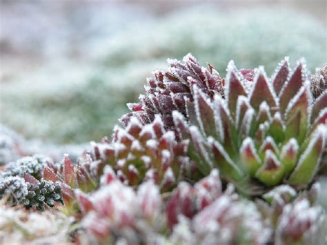 Can Succulents Survive Cold Weather? And Why Do They Dream of Snowflakes?