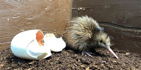 Can You Have a Pet Kiwi? And Why Would You Even Consider It?