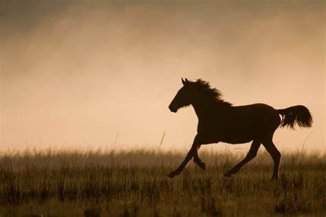 How Far Can Horses Travel in a Day: A Journey Through Time and Terrain