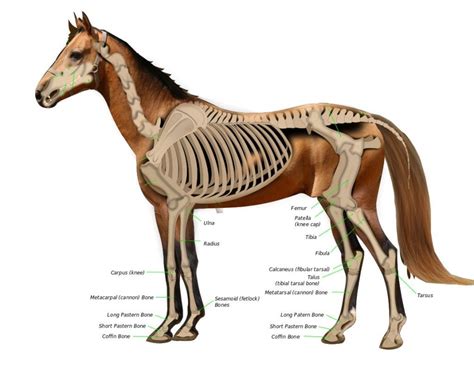 How Fast Can a Horse Travel: And Why Do They Always Seem to Be Late for Tea?