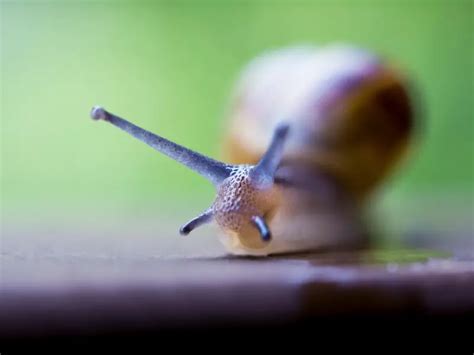 How Fast Do Snails Travel: A Journey Through Time, Slime, and the Unexpected