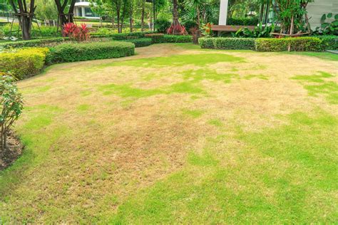 How to Repair Dead Grass: A Comprehensive Guide to Reviving Your Lawn