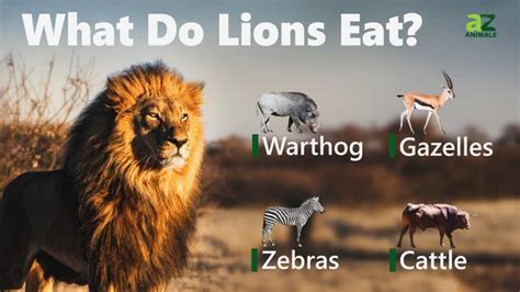 What Animal Can Eat a Lion? And Why Do We Even Ask Such Questions?