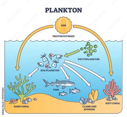 What Animal Eats Zooplankton? Exploring the Intricacies of Aquatic Food Webs