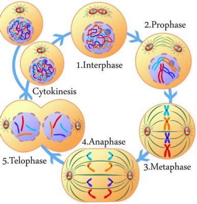 Which image represents cytokinesis in an animal cell? And why does it feel like a cosmic dance of microscopic proportions?